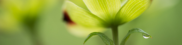Bloom;Blossom;Blossoms;Close-up;Dew;Dogwood;Flower;Floweret;Flowering;Flowers;Healing;Health care;Healthcare;Leaf;Leaves;Oneness;Panoramic;Peaceful;Petal;Plant;bloom;botanical;bud;calm;dew drops;flora;floral;restful;serene;soothing;tranquil;zen